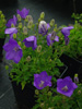 Campanula carpatica 'Clips Blue' (Dzwonek karpacki)